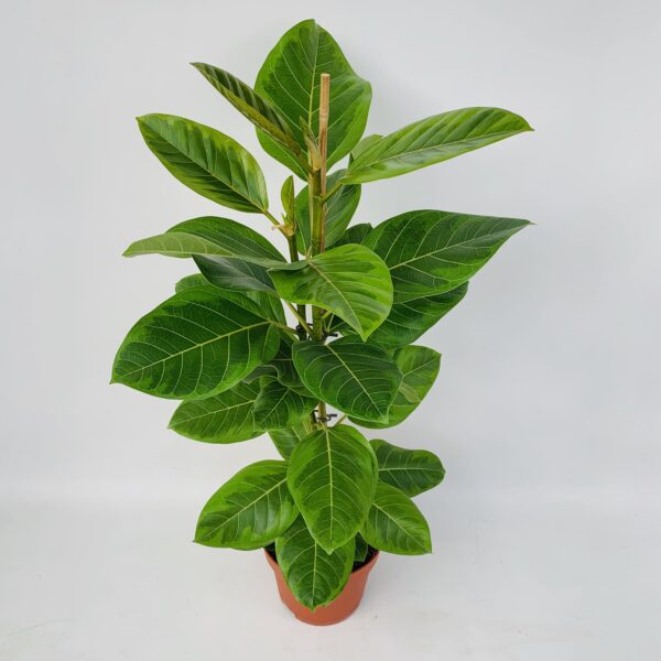 thumbnail_6000-12193.jpg Ficus Altissima