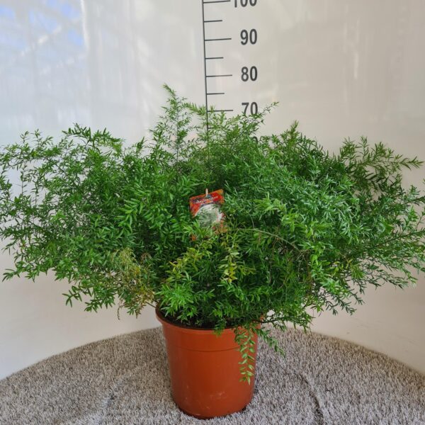 thumbnail_6000-12199.jpg Asparagus Densiflorus Cwebe
