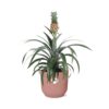 Ananas Mi Amigo in ELHO Vibes Fold roze