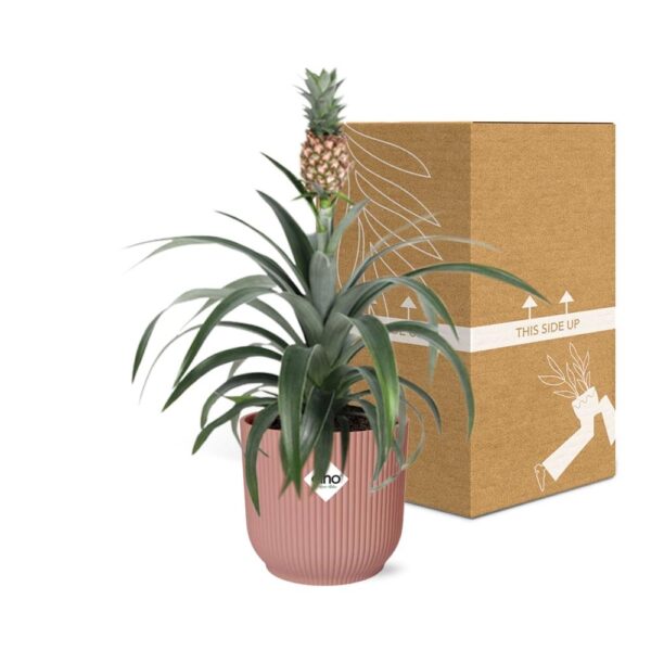 thumbnail_6000-12231.jpg Ananas Mi Amigo in ELHO Vibes Fold roze