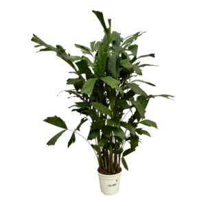 thumbnail_6000-12236.jpg Caryota Mitis