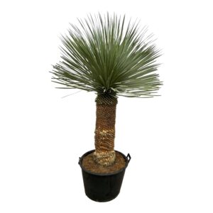 thumbnail_6000-12237.jpg Yucca Rostrata