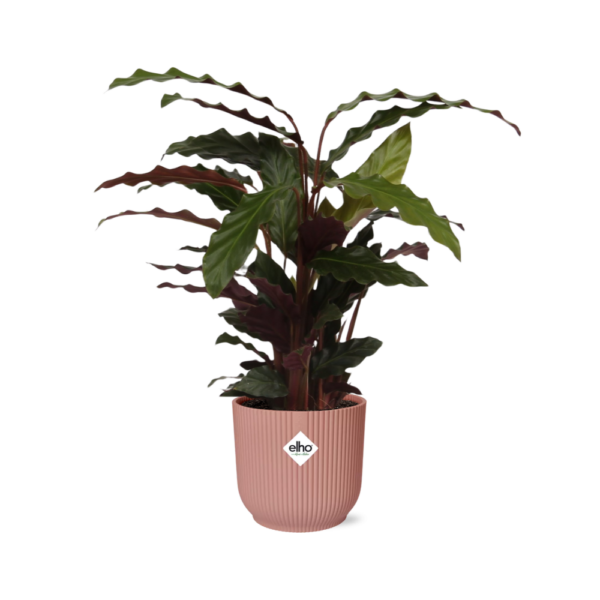 thumbnail_6000-1236.png Calathea Rufibarba ‘Tropistar’ in ELHO Vibes Fold roze