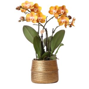 Oranje Phalaenopsis orchidee Las Vegas in gouden Groove sierpot
