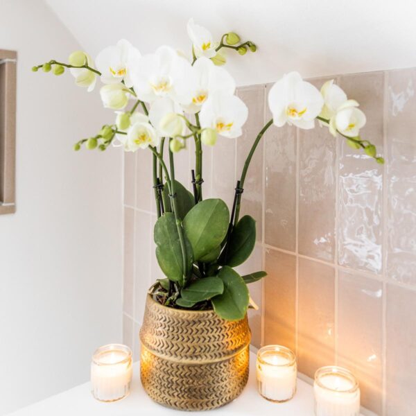 thumbnail_6000-1349.jpg Witte phalaenopsis Jewel Ghent orchidee in goud kleurige Groove sierpot