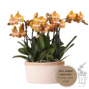 Oranje orchideeënset in Cotton Basket incl waterreservoir
