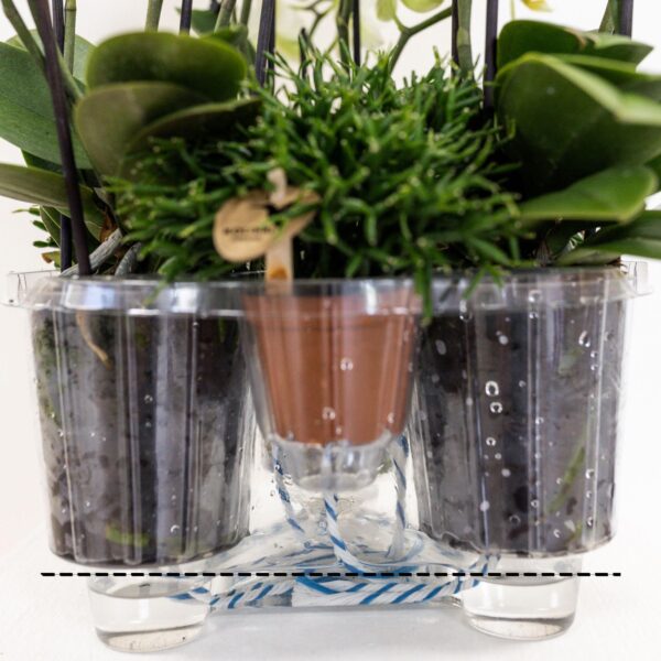 thumbnail_6000-1446.jpg Oranje orchideeënset in Cotton Basket incl waterreservoir