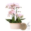 Roze orchideeën plantenset in Cotton Basket incl. waterreservoir