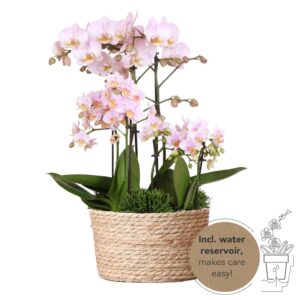Roze Plantenset in Reed Basket – 3 Orchideeën & Groene Planten | Incl. Waterreservoir