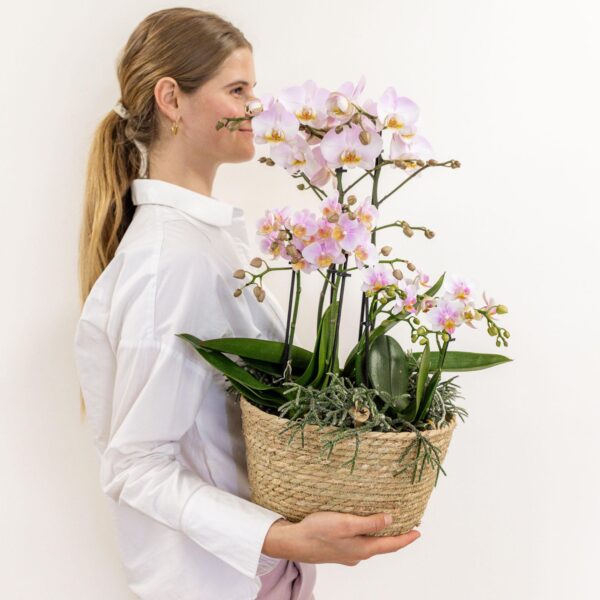 thumbnail_6000-1488.jpg Roze Plantenset in Reed Basket – 3 Orchideeën & Groene Planten | Incl. Waterreservoir