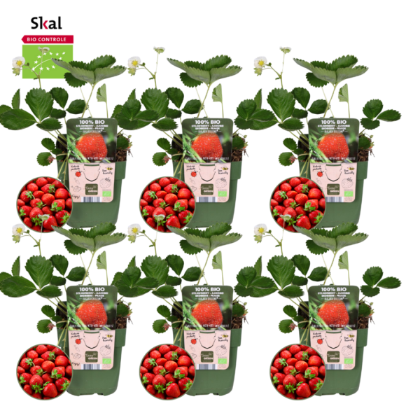 thumbnail_6000-1541.png Fragaria - Aardbeien planten BIO | 6 stuks