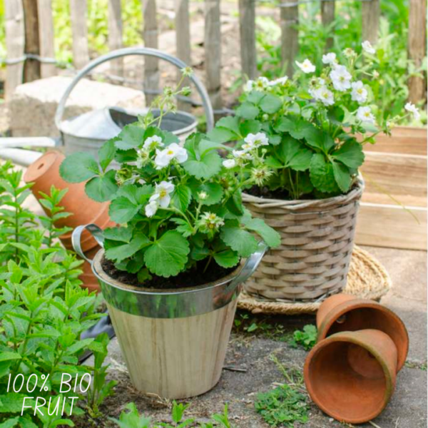 thumbnail_6000-1542.png Fragaria - Aardbeien planten BIO | 6 stuks