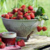 Fragaria - Aardbeien planten BIO | 6 stuks