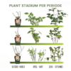 Fragaria - Aardbeien planten BIO | 6 stuks