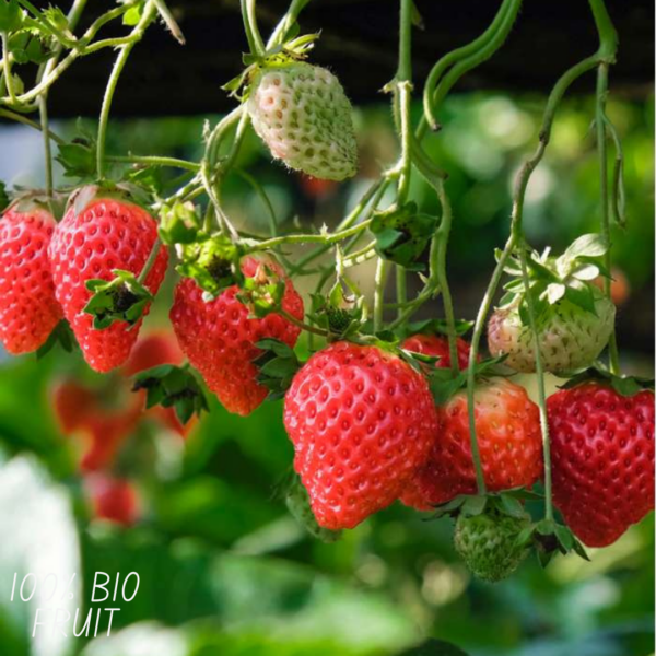 thumbnail_6000-1546.png Fragaria - Aardbeien planten BIO | 6 stuks