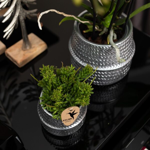thumbnail_6000-1550.jpg Witte phalaenopsis Ghent orchidee in Groove sierpot zilver