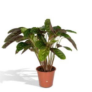 thumbnail_6000-1552.jpg Calathea Flamestar - Pauwenplant