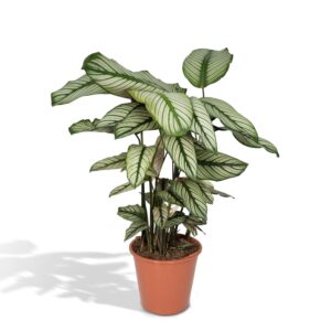thumbnail_6000-1576.jpg Calathea Whitestar - Pauwenplant
