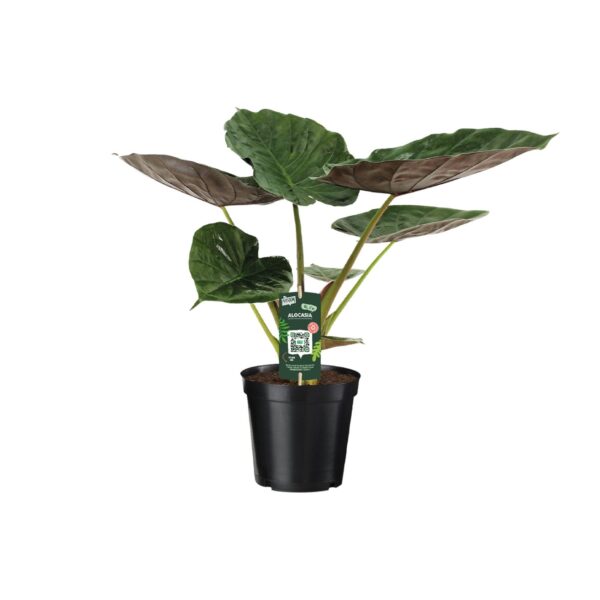 thumbnail_6000-1588.jpg Alocasia Wentii - Olifantsoor