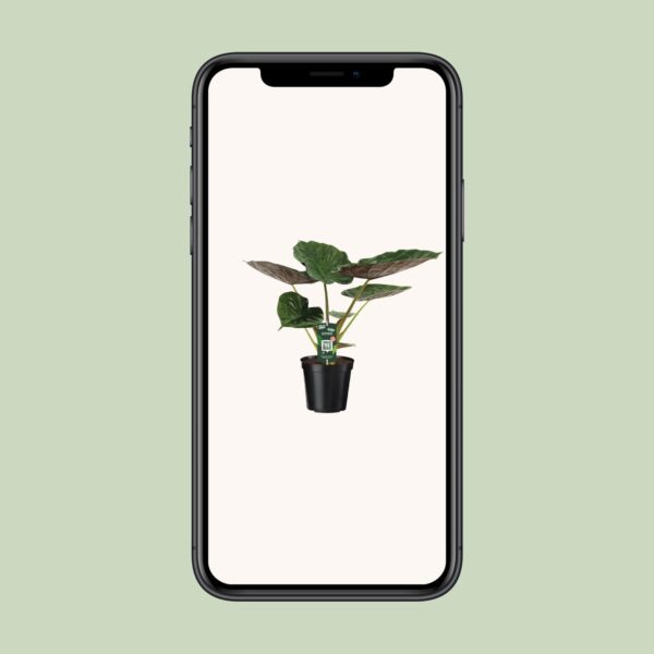 thumbnail_6000-1591.jpg Alocasia Wentii - Olifantsoor
