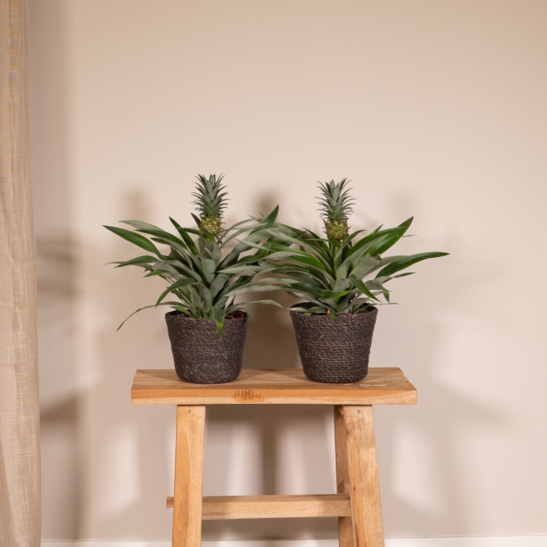 thumbnail_6000-1594.png Bromelia - Ananasplant | 2 stuks