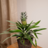 Bromelia - Ananasplant | 2 stuks