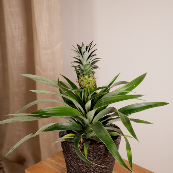 thumbnail_6000-1595.png Bromelia - Ananasplant | 2 stuks