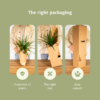 Bromelia - Ananasplant | 2 stuks