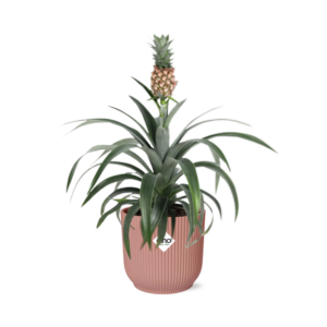 thumbnail_6000-1604.png Ananas Mi Amigo in ELHO Vibes Fold roze