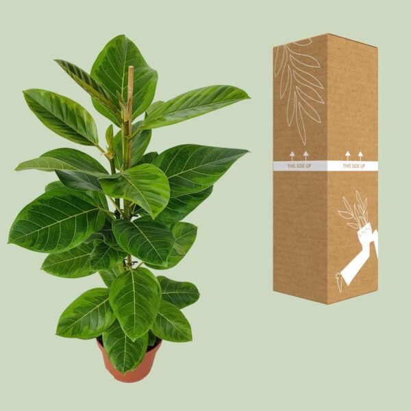 thumbnail_6000-1610.jpg Ficus Benghalensis Roy