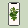 Ficus Benghalensis Roy