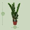 Zamioculcas Zamiifolia