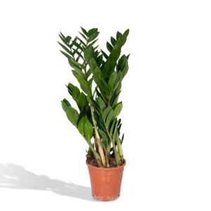 thumbnail_6000-1616.jpg Zamioculcas Zamiifolia - Emerald palm