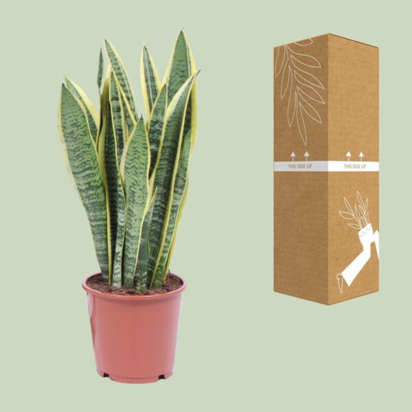 thumbnail_6000-1630.jpg Sansevieria Trifasciata Laurentii