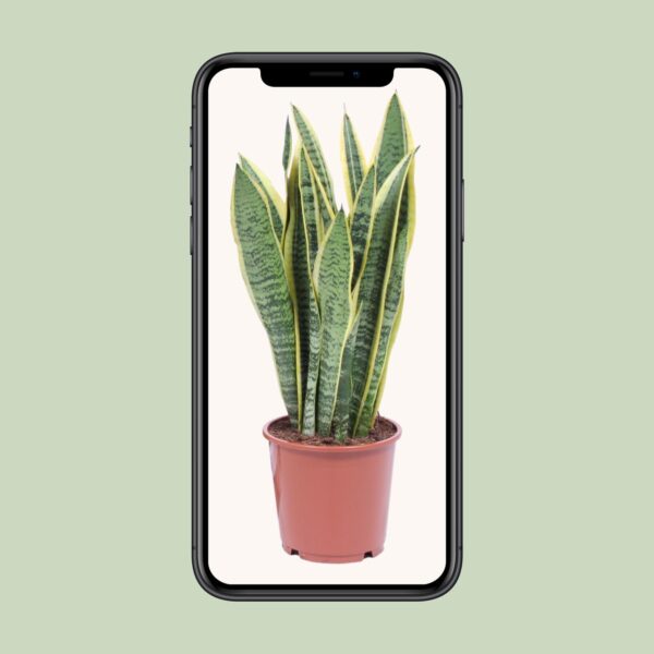 thumbnail_6000-1631.jpg Sansevieria Trifasciata Laurentii