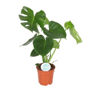 thumbnail_6000-1632.jpg Monstera Deliciosa - Gatenplant