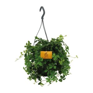 thumbnail_6000-1648.jpg Parthenocissus Striatha Hang
