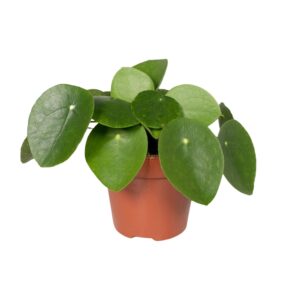 thumbnail_6000-1652.jpg Pilea Peperomiodes - Pannekoekenplant