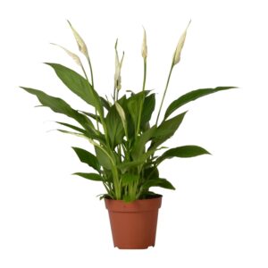 thumbnail_6000-1664.jpg Spathiphyllum Bingo Cupido