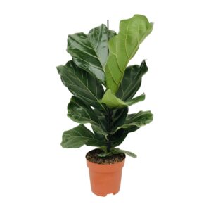 thumbnail_6000-1668.jpg Ficus Lyrata