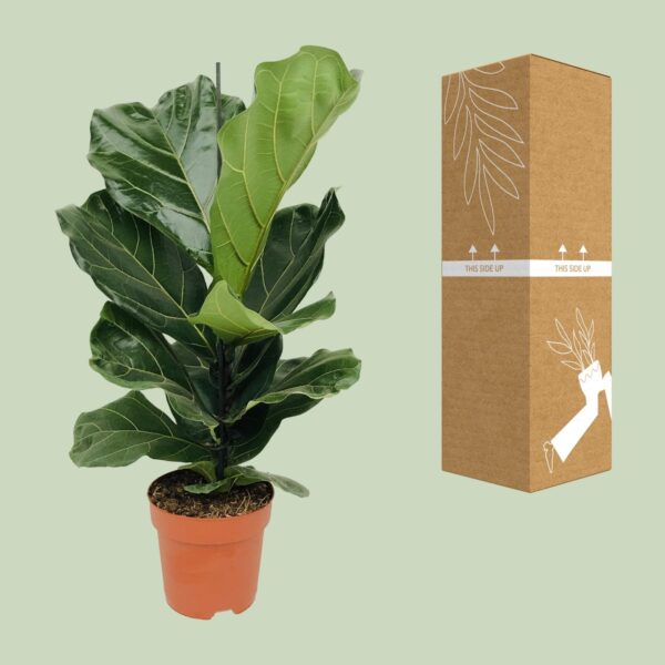 thumbnail_6000-1670.jpg Ficus Lyrata