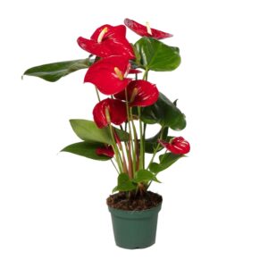 thumbnail_6000-1672.jpg Anthurium Nevada