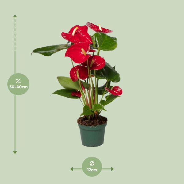 thumbnail_6000-1673.jpg Anthurium Nevada