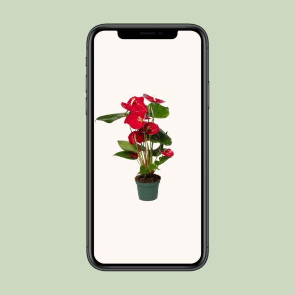 thumbnail_6000-1675.jpg Anthurium Nevada