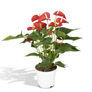 thumbnail_6000-1676.jpg Anthurium Red - Flamingoplant