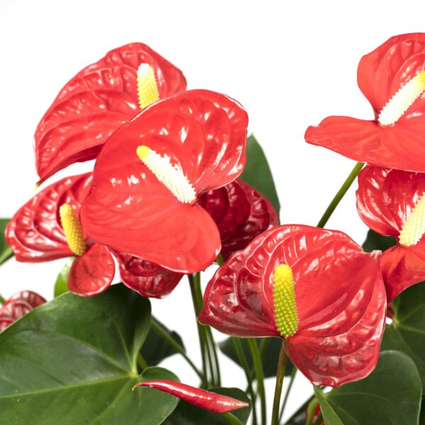 thumbnail_6000-1677.jpg Anthurium Red - Flamingoplant