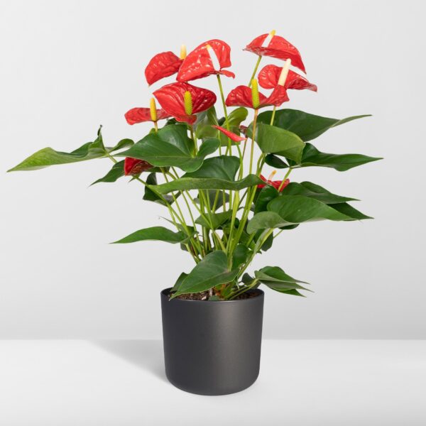 thumbnail_6000-1682.jpg Anthurium Red - Flamingoplant