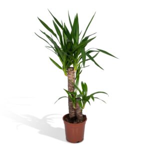 thumbnail_6000-1687.jpg Yucca Elephantipes - Palmlelie