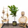 Ficus Lyrata stam