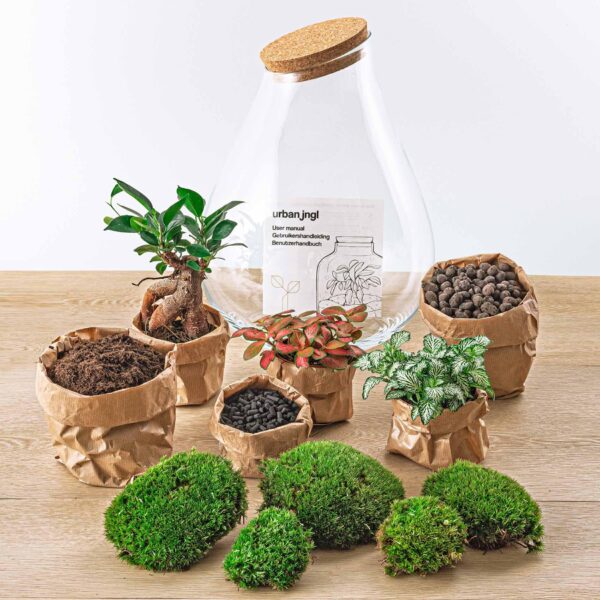 thumbnail_6000-1712.jpg DIY terrarium - Drop XL Bonsai